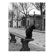 Carte postale gothique de chat de cimetière