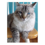 carte postale grognonne de minou cartes postales
