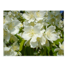 Carte postale : Jasmin