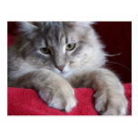 carte postale magnifique 4 de raisin sec