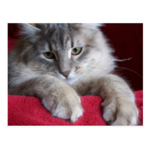 carte postale magnifique 4 de raisin sec