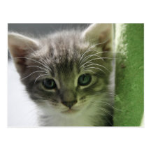 Carte postale mignonne de chaton