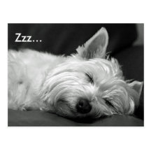 Carte postale mignonne de chien de Westie (Terrier
