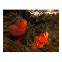 Carte postale mignonne de Clownfish