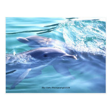 Carte postale mignonne de photo de dauphins