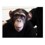Carte postale mignonne de singe