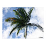 carte postale mylifeisart palmier cartes postales