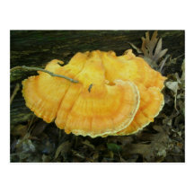 Carte postale orange de champignon de parenthèse