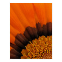 Carte postale orange de Gazania
