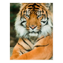 Carte postale orange de tigre