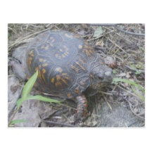 Carte postale orientale #1 de tortue de boîte