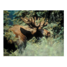 Carte postale/orignaux de Taureau