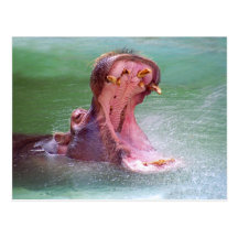 Carte postale ouverte de bouche d'hippopotame