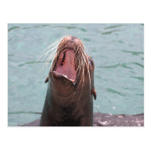 Carte postale ouverte de bouche d'otarie