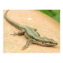 Carte postale Petit lézard