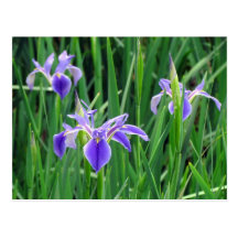 Carte postale pourpre d'iris