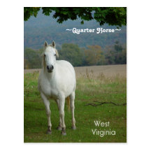 Carte postale quarte blanche de cheval