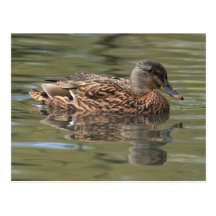 Carte postale reflétée de Mallard