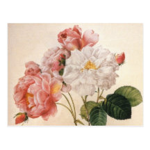 Carte postale rose de cru