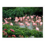 Carte postale rose de flamant