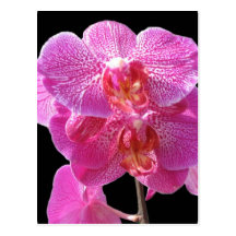 Carte postale rose de floraison d'orchidées