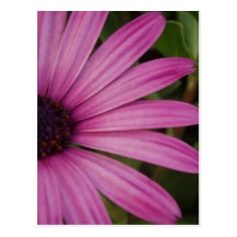 Carte postale rose de marguerite