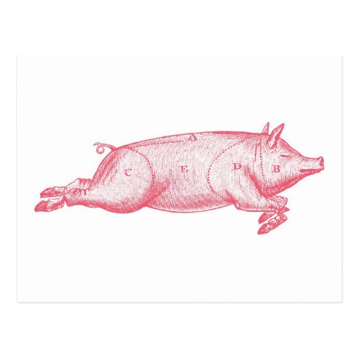 Carte postale rose de porc