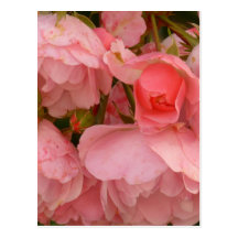 Carte postale rose de roses
