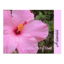 Carte postale rose de salutation d'Hawaï de fleur 