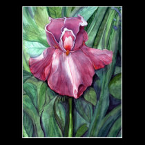 Carte postale rose d'iris cartes postales