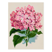 Carte postale rose vintage de fleur d'hortensia cartes postales