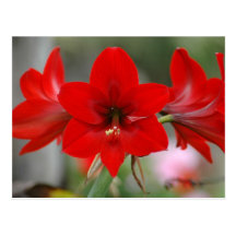 Carte postale rouge d'amaryllis