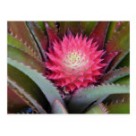 Carte postale rouge d'ananas de bébé