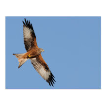 Carte postale rouge de cerf-volant