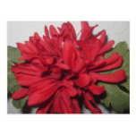 Carte postale rouge de fleur
