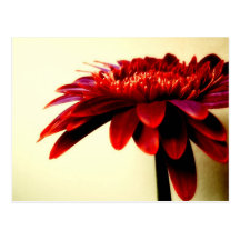 Carte postale rouge de Gerbera