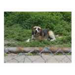 carte postale snacking de chien cartes postales
