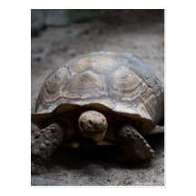Carte postale stimulée africaine de tortue