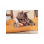 Carte postale tigrée de chaton de rayure