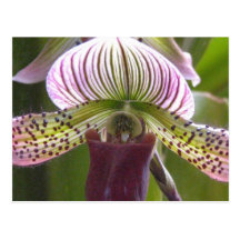 Carte postale unique d'orchidée