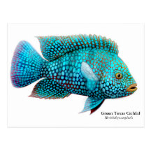 Carte postale verte de Cichlid du Texas