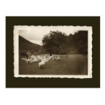 Carte postale vintage - oies et chevaux