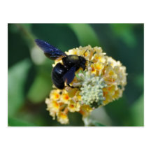Carte postale violette d'abeille de charpentier