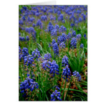 Carte pour notes arménien bleu de jacinthe