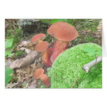 Carte pour notes de champignon