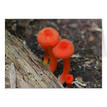 Carte pour notes de champignon