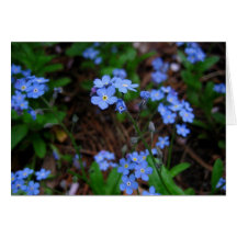 Carte pour notes de myosotis des marais
