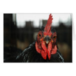 CARTE POUR NOTES DE POULET
