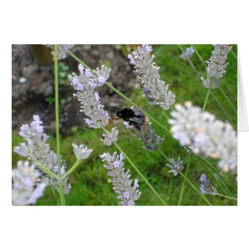 Carte pour notes "gaffez abeille"
