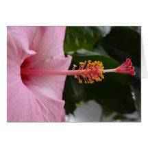 Carte pour notes rose de ketmie